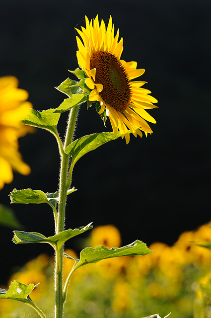 20100719_sunflower.jpg